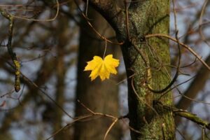 A irrefreável queda demográfica da Rússia