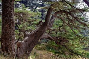 O Cedro, árvore que custodia o tempo e o rosto do Líbano