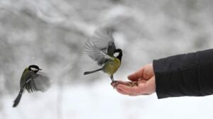 Ucrânia: combater o frio com o calor do voluntariado