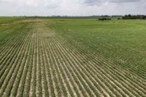 Santa Sé: modelos mais eficientes e sustentáveis para a produção agroalimentar