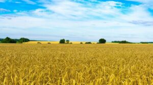 Santa Sé: guerras e clima extremo são letais para os sistemas alimentares globais