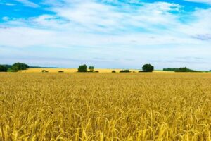 Santa Sé: guerras e clima extremo são letais para os sistemas alimentares globais