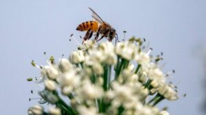 ONU: acelerar os esforços para deter a perda de biodiversidade