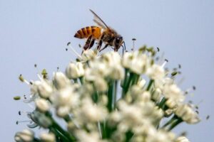 ONU: acelerar os esforços para deter a perda de biodiversidade