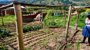 Bolívia. Gota a gota, o desafio dos agricultores nos Andes