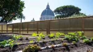 A horta do Papa nos Jardins Vaticanos está se tornando 100% orgânica