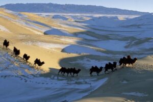 COP17 na Mongólia: desertificação e crise dos pastores